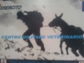 /album/centro-militare-veterinario-grosseto/a2012-09-14-11-57-13-jpg/